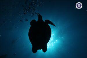 PADI Open Water Eğitimi Tatil Paketi