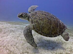 PADI Scuba Certification