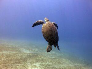 Scuba Diving